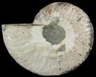 Polished Ammonite Fossil (Half) - Agatized #51774-1